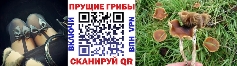 Псилоцибиновые грибы Psilocybine cubensis Данков